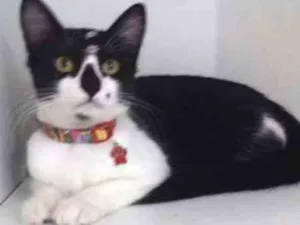 Gato raça SRD idade 2 a 6 meses nome Penelope
