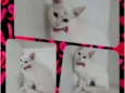 Catita