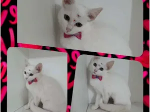 Gato raça srd idade 2 a 6 meses nome Catita