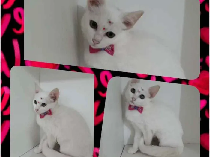 Gato ra a srd idade 2 a 6 meses nome Catita