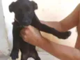 Cachorro raça SRD idade 2 a 6 meses nome Epaminondas