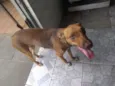 Malu