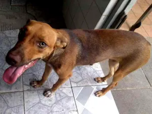 Cachorro raça Vira lata  idade 7 a 11 meses nome Malu