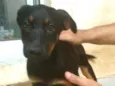 Cachorro raça SRD idade 2 a 6 meses nome Jasmim