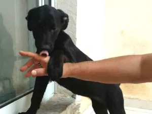 Cachorro raça SRD idade 2 a 6 meses nome Vitorinha