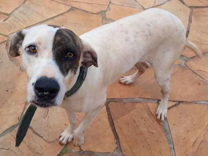 Cachorro ra a Pit Bull com viralata idade 2 anos nome Zuri