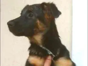 Cachorro raça SRD idade 2 a 6 meses nome Athena
