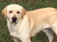 Fido