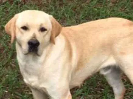 Cachorro ra a Labrador idade 1 ano nome Fido