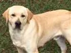 Cachorro raça Labrador idade 1 ano nome Fido