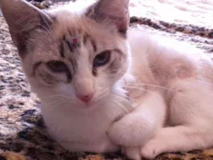 Gato raça srd idade 2 a 6 meses nome Catarina