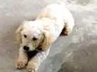 Cachorro raça Poodle,sem raça idade 1 ano nome  Floquinho,mel