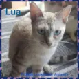 LUA