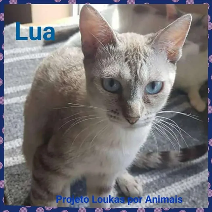 Gato ra a SRD idade 7 a 11 meses nome LUA