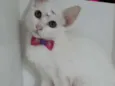 Vários gatinhos