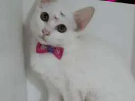 Gato ra a srd idade 2 a 6 meses nome Vários gatinhos