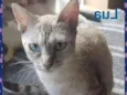 LUA
