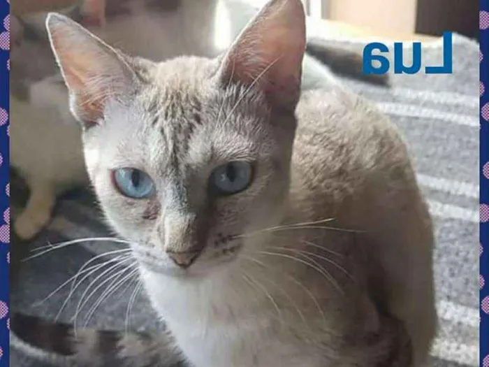 Gato ra a SRD idade 7 a 11 meses nome LUA