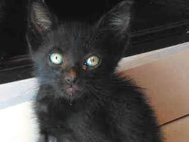 Gato ra a SRD idade Abaixo de 2 meses nome Jubinha e carvão