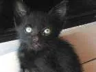 Gato raça SRD idade Abaixo de 2 meses nome Jubinha e carvão