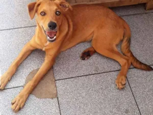 Cachorro raça Vira Latas idade 2 a 6 meses nome Caramelo