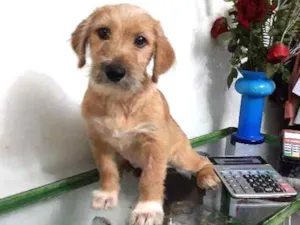 Cachorro raça SRD idade 2 a 6 meses nome John