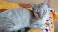 LUA