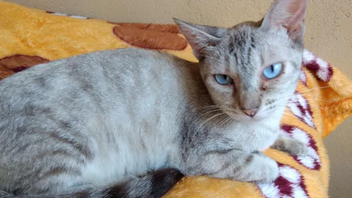 Gato ra a SRD idade 7 a 11 meses nome LUA