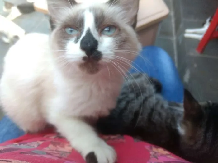Gato ra a srd idade 2 a 6 meses nome Charlote