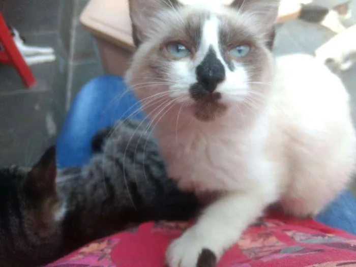 Gato ra a srd idade 2 a 6 meses nome Charlote