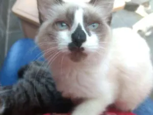 Gato raça srd idade 2 a 6 meses nome Charlote