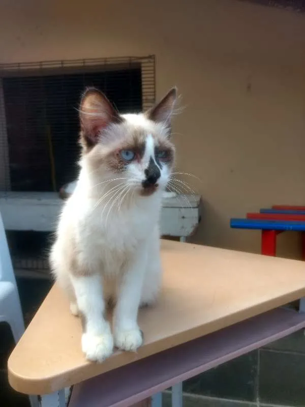 Gato ra a srd idade 2 a 6 meses nome Charlote