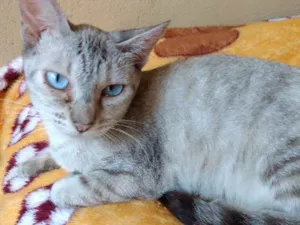Gato raça SRD idade 7 a 11 meses nome LUA