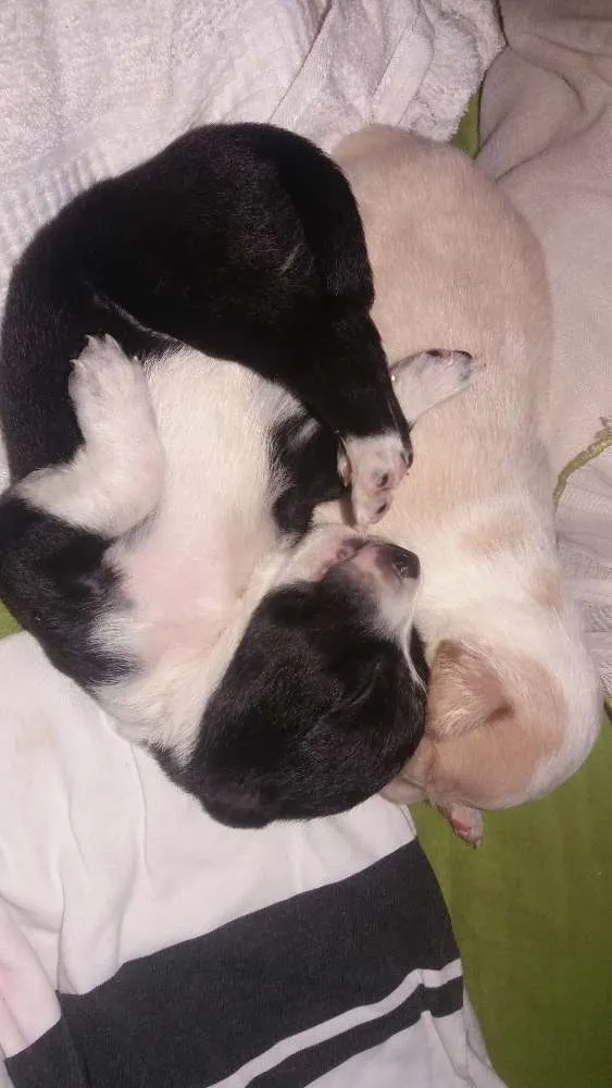 Cachorro ra a  idade 2 a 6 meses nome Ainda não tem nome