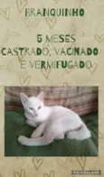 Branquinho