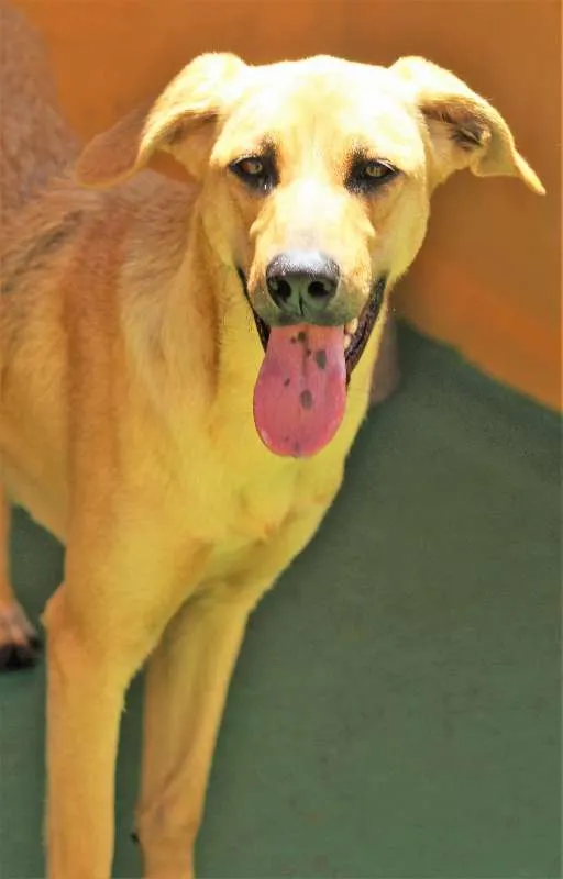 Cachorro raça  idade 2 anos nome Lilona