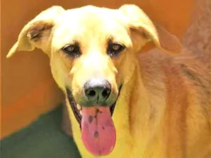 Cachorro raça  idade 2 anos nome Lilona