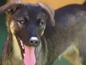 Cachorro raça  idade 2 anos nome Barão