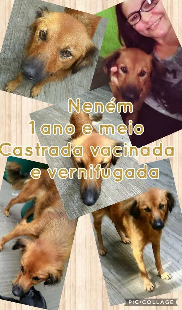 Cachorro ra a Srd idade 1 ano nome Neném