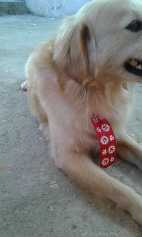 Cachorro ra a vira lata com golden idade 2 anos nome Scooby
