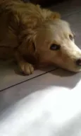 Scooby