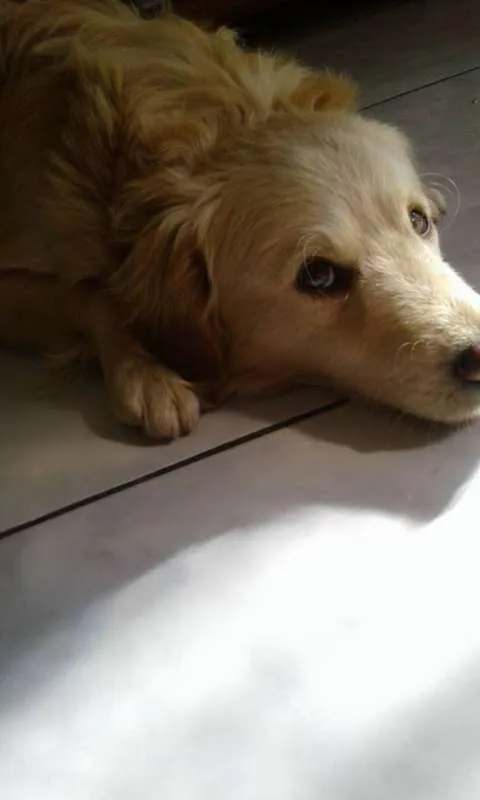 Cachorro ra a vira lata com golden idade 2 anos nome Scooby