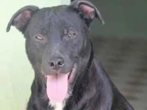 Cachorro raça  idade 2 anos nome Barney