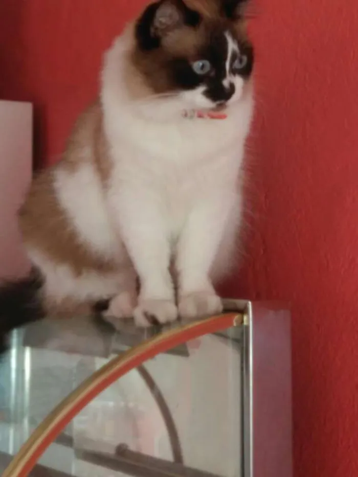 Gato ra a Srd idade 2 anos nome Mirna
