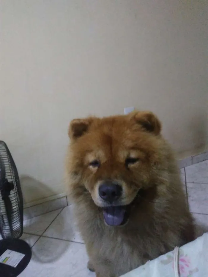 Cachorro raça Chow chow  idade 4 anos nome Yuk