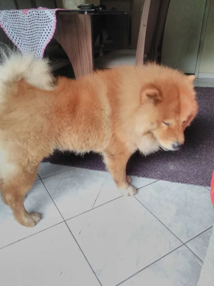 Cachorro raça Chow chow  idade 4 anos nome Yuk