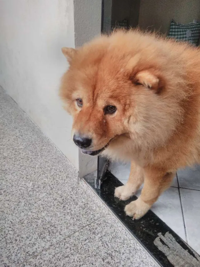 Cachorro raça Chow chow  idade 4 anos nome Yuk