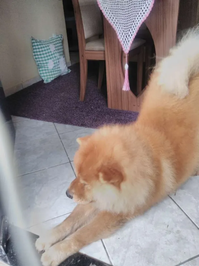 Cachorro raça Chow chow  idade 4 anos nome Yuk