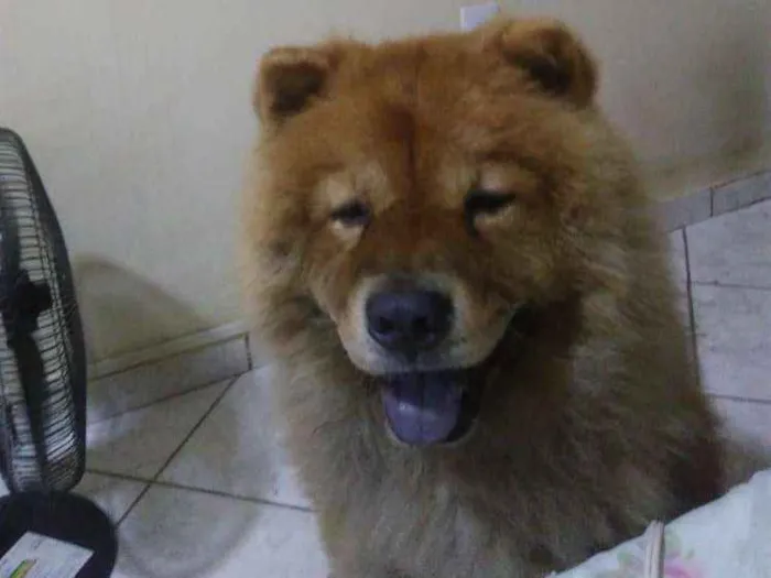 Cachorro raça Chow chow  idade 4 anos nome Yuk