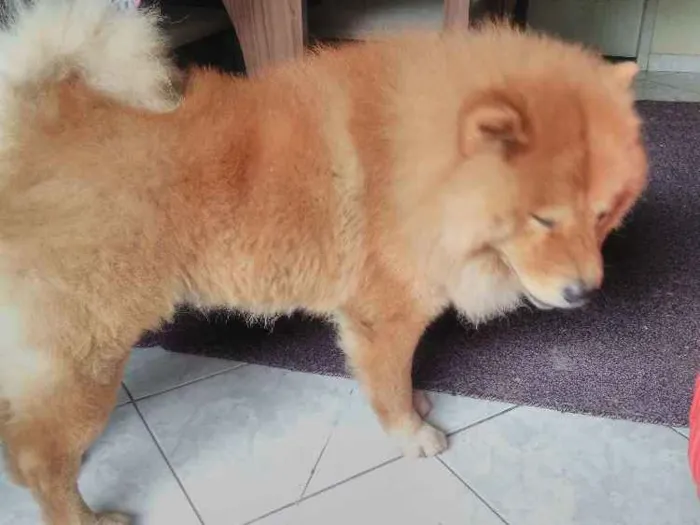 Cachorro raça Chow chow  idade 4 anos nome Yuk